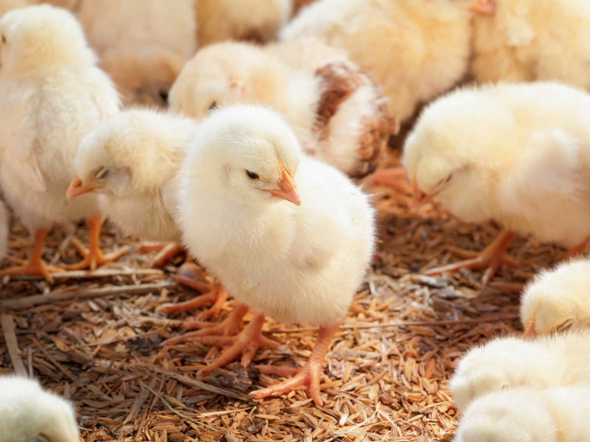 FENAVI: Conozca ¡El primer sello de sostenibilidad exclusivo para la avicultura del mundo!